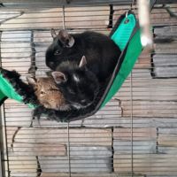 À donner : 3 octodons (père + 2 fils), bonne santé