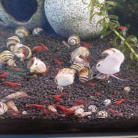 Escargots