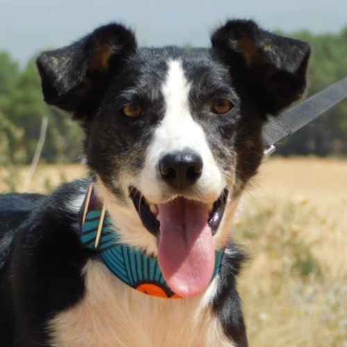 Toni, 4 ans, petite chienne d’une douceur infinie