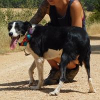 Toni, 4 ans, petite chienne d’une douceur infinie #1