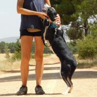 Toni, 4 ans, petite chienne d’une douceur infinie #2
