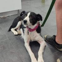 Toni, 4 ans, petite chienne d’une douceur infinie #4