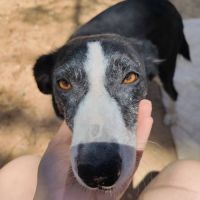 Toni, 4 ans, petite chienne d’une douceur infinie #5