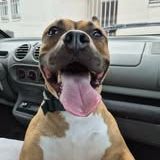 Chien oden à l adoption #3