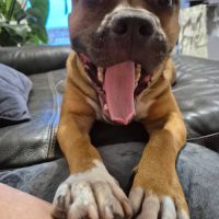 Chien oden à l adoption