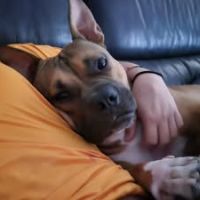 Chien oden à l adoption #2