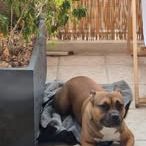 Chien oden à l adoption #4