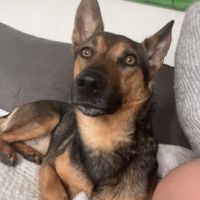 Chien taiko à l adoption
