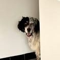 Chien tonnerre à l adoption #2