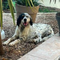 Chien tonnerre à l adoption