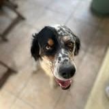 Chien tonnerre à l adoption #4
