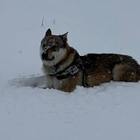 Chien olven à l adoption