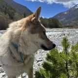 Chien olven à l adoption #3