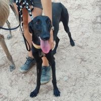 Zaniah, 1 an femelle lévrier espagnol