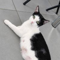 Pralinette - douce minette #0