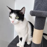 Pralinette - douce minette #3