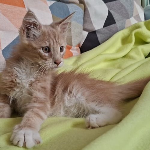 Chatons maine coon loof #2