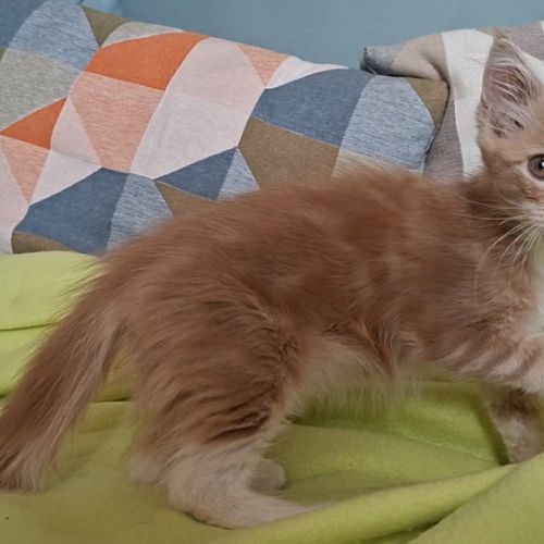 Chatons maine coon loof #3