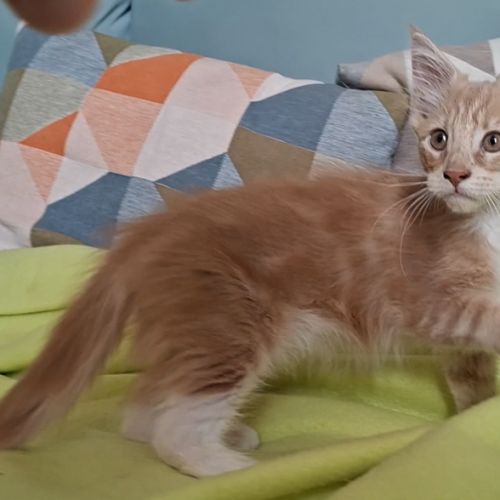 Chatons maine coon loof #4