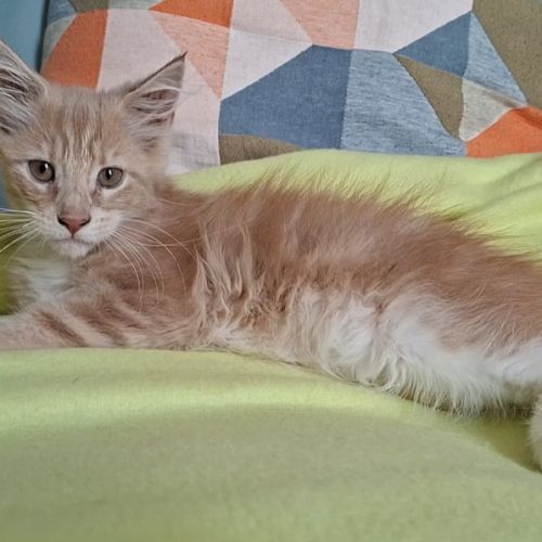 Chatons maine coon loof #5