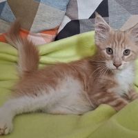 Chatons maine coon loof