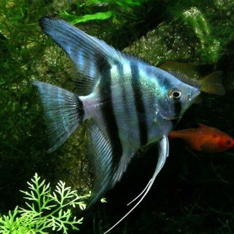 Scalaire bleu