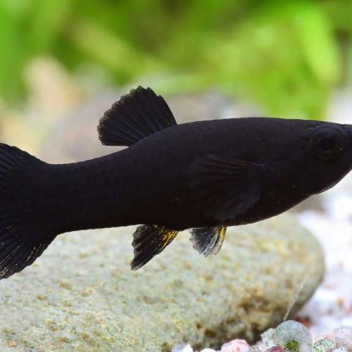 Black molly #0