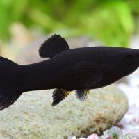 Black molly