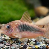Corydoras aeneu