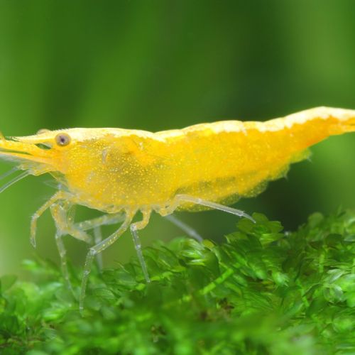 Crevette yellow néon #0