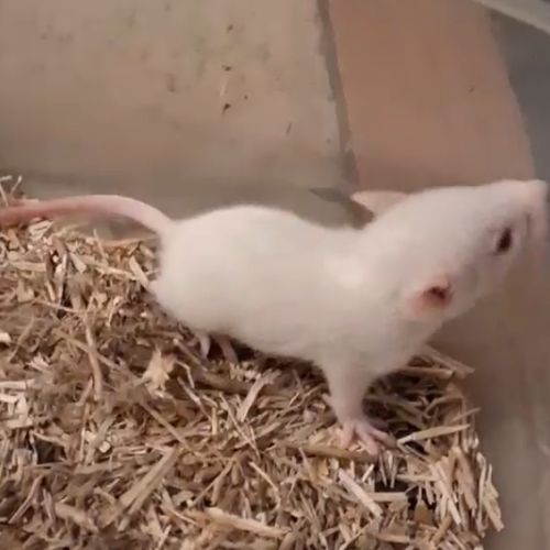 Rats femelles rex et lisse #0