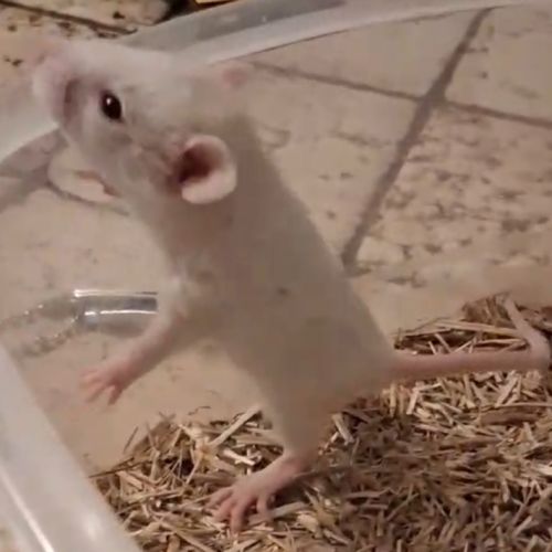 Rats femelles rex et lisse #2