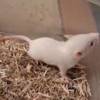 Rats femelles rex et lisse
