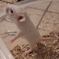 Rats femelles rex et lisse #2