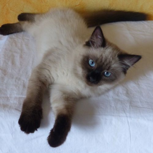 Chaton sibérien loof #2
