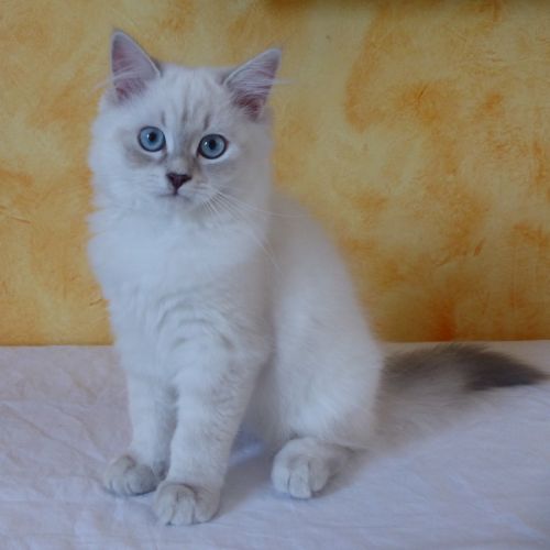 Chaton sibérien loof #3