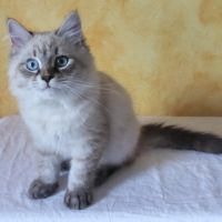 Chaton sibérien loof #1