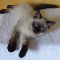 Chaton sibérien loof #2