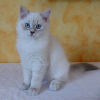 Chaton sibérien loof #3