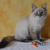 Chaton sibérien loof #4