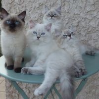 Chaton sibérien loof