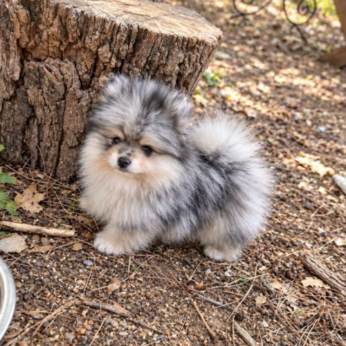 Magnifique spitz nain #1