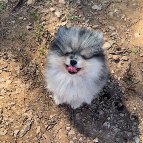 Magnifique spitz nain #3