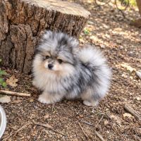 Magnifique spitz nain #1