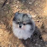 Magnifique spitz nain