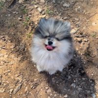 Magnifique spitz nain #3