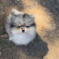 Magnifique spitz nain #4