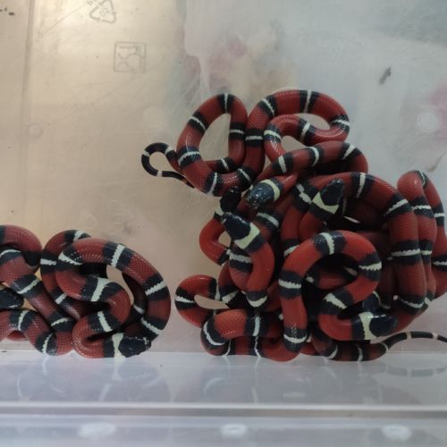 Lampropeltis triangulum
