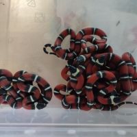 Lampropeltis triangulum