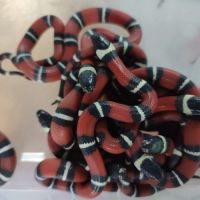 Lampropeltis triangulum #3